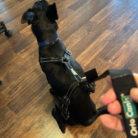 Support Harness OrtoCanis (Front Only) - Picture 14 of 15